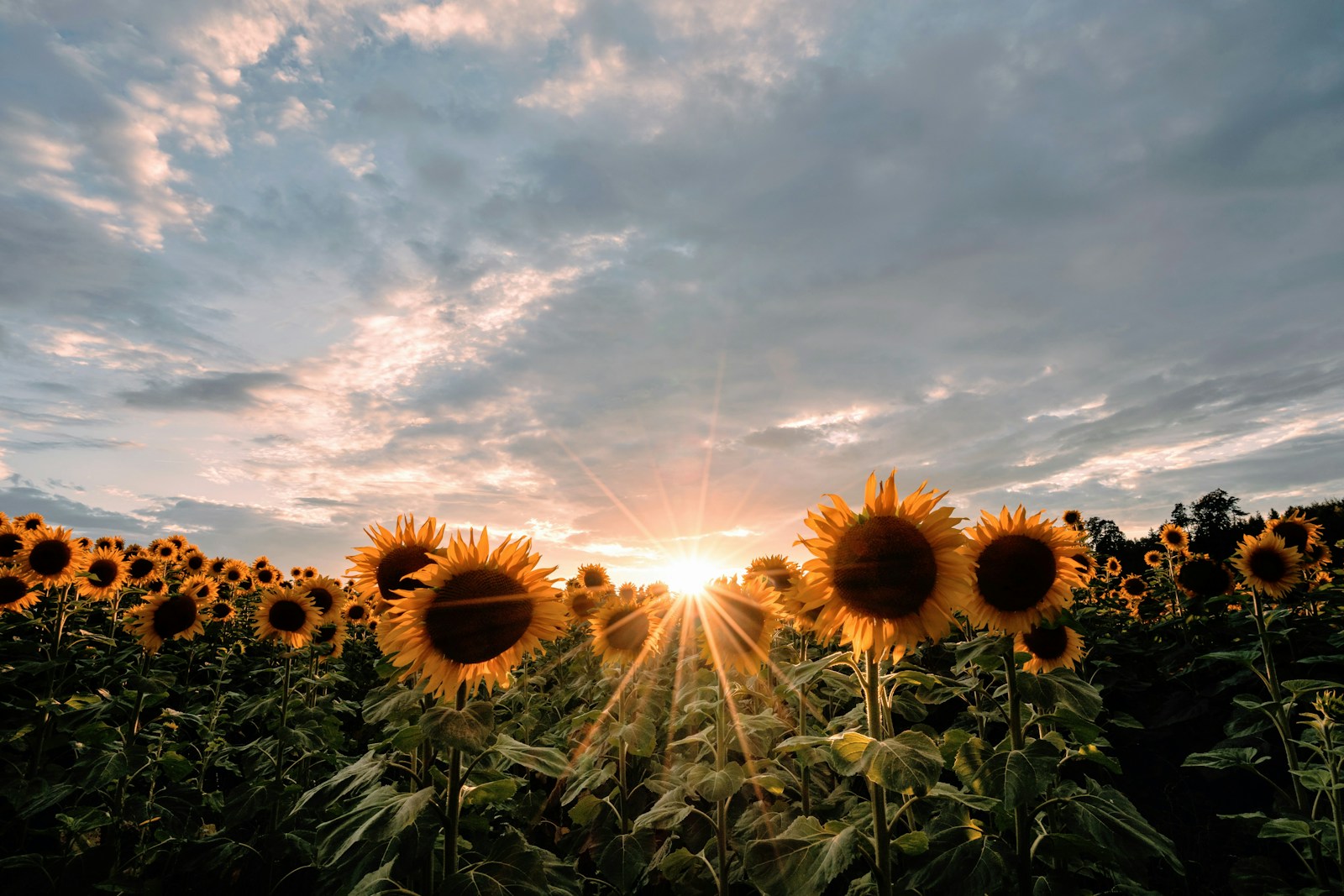 sunflower field under blue sky during daytime