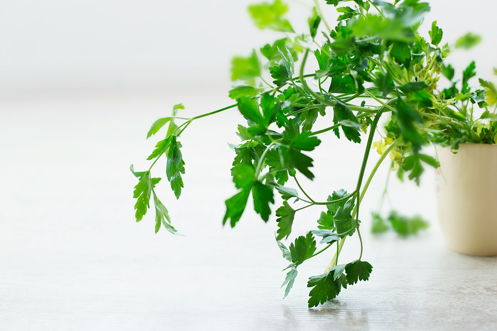 closeup photo of green leafed plant