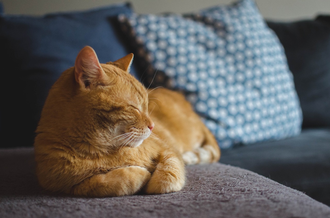 cat, red cat, cat's eyes, lying cat, pet, dream, animal, domestic cat, a well-groomed cat, calm cat, relaxation, sleeping cat, rest, dachowiec