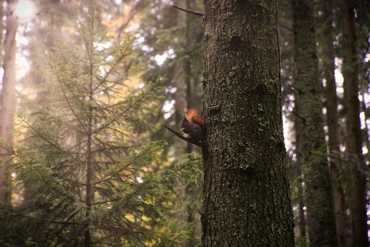 squirrel, forest, nature, tree, wildlife, walk, squirrel, squirrel, squirrel, squirrel, squirrel