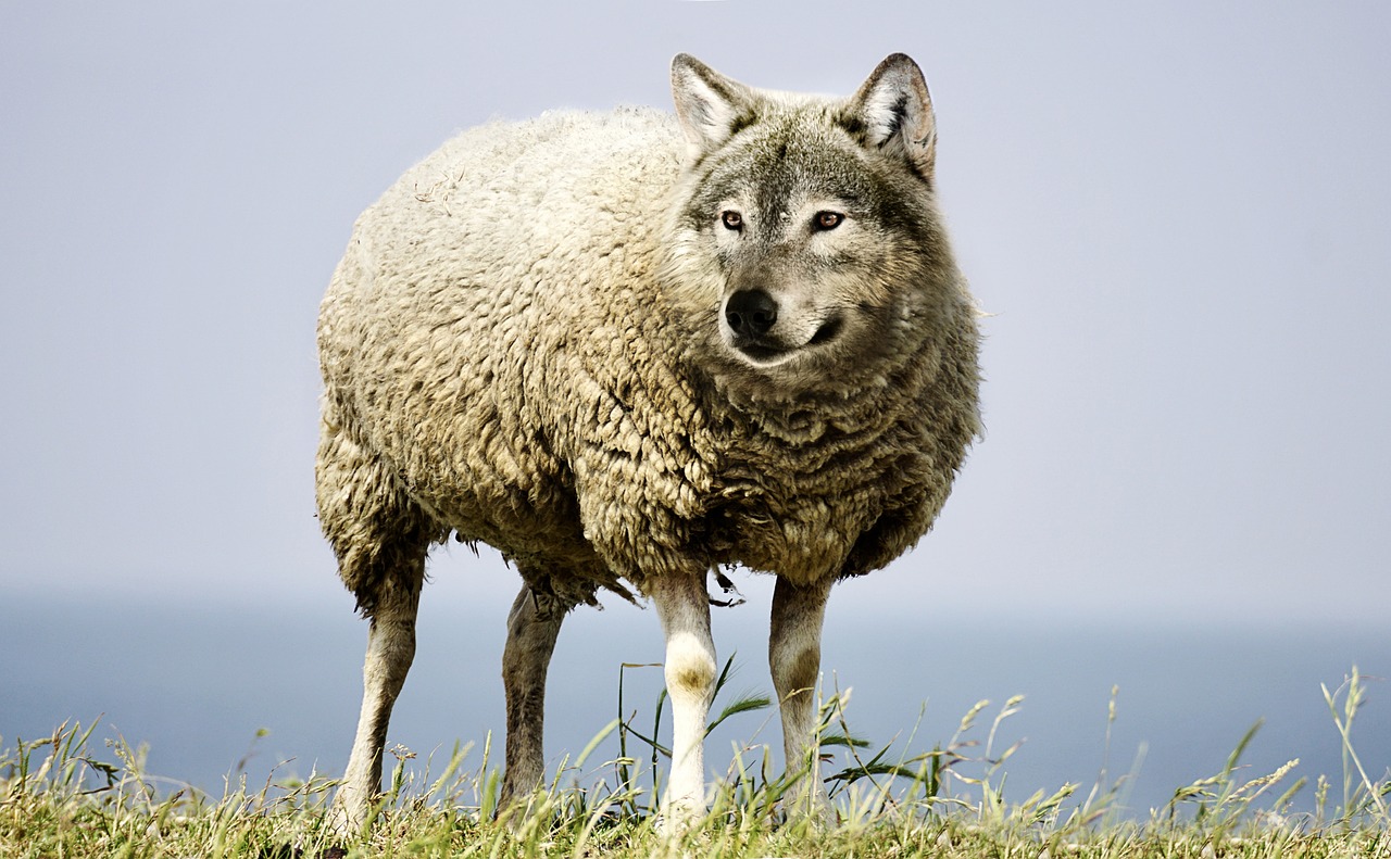 wolf in sheep's clothing, wolf, sheep, sheepskin, wool, danger, threat, nature, animal, predator, carnivores, dangerous, fable, cracked, behind list, cunning, insidious, wolf, wolf, wolf, wolf, wolf, sheep, sheep