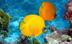 lemon butterflyfish, fishes, exotic, tropical, yellow, dive, underwater, water, sea, underwater world, sea creatures, maritime, nature, animals, reef, coral, coral reef, fishes, tropical, yellow, yellow, underwater, underwater, underwater, underwater, underwater, sea, sea, sea, sea, sea creatures, animals, reef, coral, coral, coral, coral reef, coral reef, coral reef, coral reef