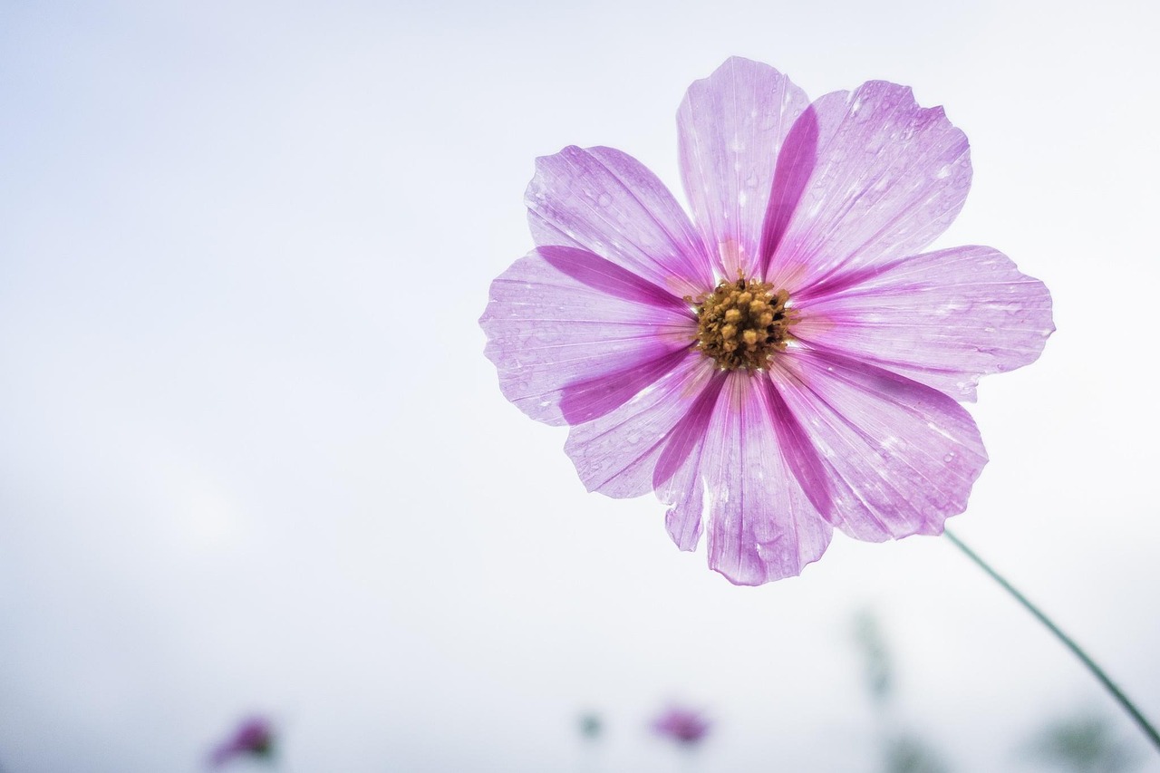 cosmos flower, purple, flower, beautiful flowers, petals, bloom, flower background, blossom, flora, nature, flower wallpaper, plant, single flower, flowering plant, close up